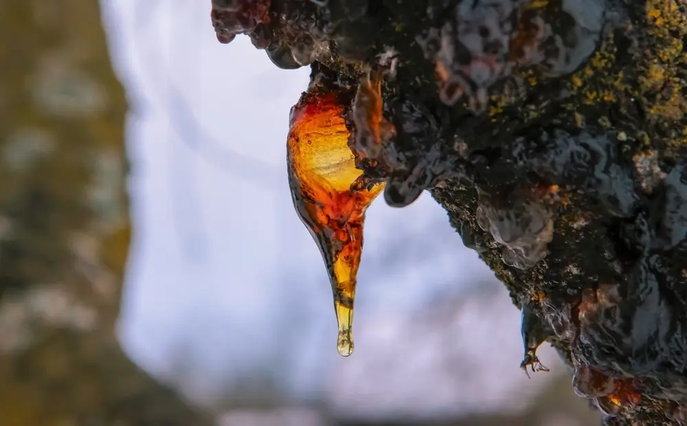 Czym zmyć żywicę? Sprawdzone sposoby