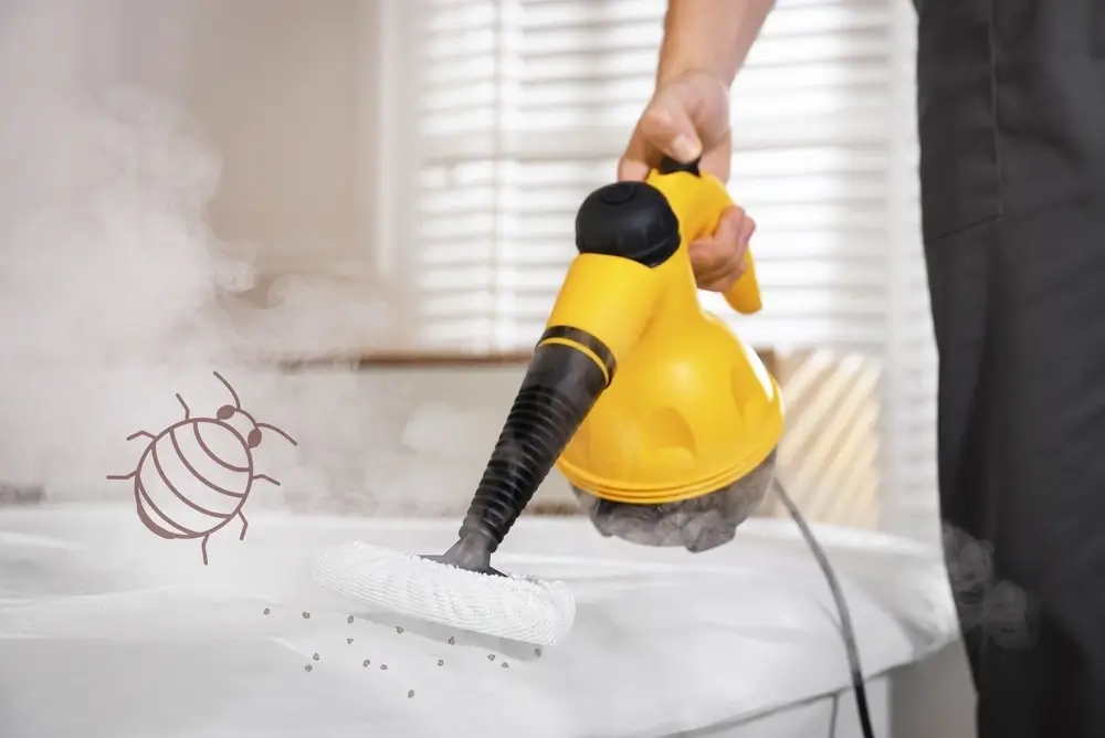 Jak pozbyć się pluskwy domowej? Skuteczne sposoby zwalczania, domowe metody i pomoc specjalistów