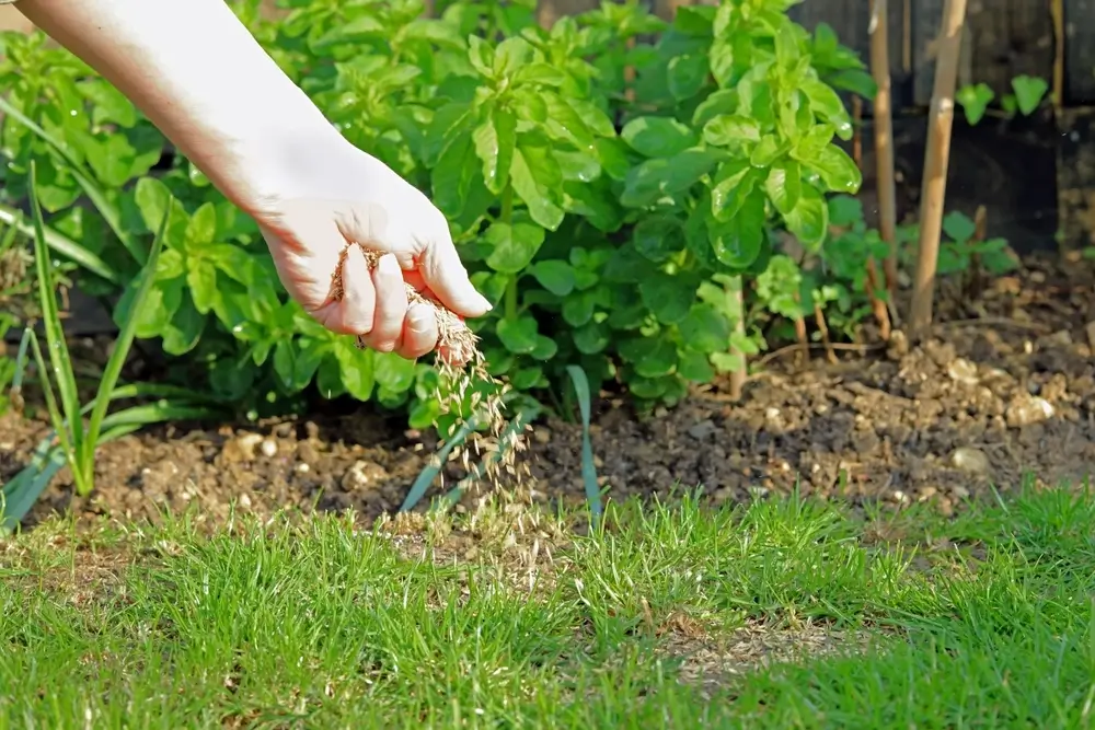 Kiedy siać trawę? Najlepszy harmonogram prac na terenach zielonych